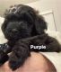 Whoodles Puppies for sale in Elk Ridge, UT, USA. price: NA