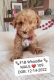 Whoodles Puppies for sale in Madison, WI, USA. price: NA