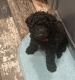 Whoodles Puppies for sale in Rigby, ID 83442, USA. price: NA