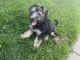 Whoodles Puppies for sale in Loveland, CO, USA. price: NA