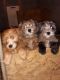 Whoodles Puppies for sale in Charlotte Court House, VA 23923, USA. price: $1,000