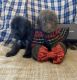 Whoodles Puppies for sale in Mertens, TX 76666, USA. price: NA