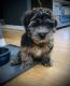 Whoodles Puppies for sale in 2906 Nevermind Ln, Colorado Springs, CO 80917, USA. price: NA