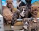 Winston Olde English Bulldogge Puppies for sale in Charlottesville, VA, USA. price: $2,500