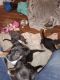 Winston Olde English Bulldogge Puppies for sale in San Antonio, TX 78227, USA. price: $30
