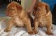 Winston Olde English Bulldogge Puppies for sale in TX-1604 Loop, San Antonio, TX, USA. price: $700