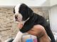 Winston Olde English Bulldogge Puppies for sale in Marietta, GA, USA. price: $1,100