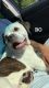Winston Olde English Bulldogge Puppies for sale in Columbus, GA, USA. price: $3,000