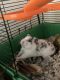 Winter White Russian Dwarf Hamster Rodents for sale in 5908 NW Klamm Dr, Kansas City, MO 64151, USA. price: NA