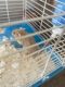 Winter White Russian Dwarf Hamster Rodents