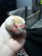 Winter White Russian Dwarf Hamster Rodents for sale in Fort Wayne, IN, USA. price: NA