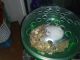Winter White Russian Dwarf Hamster Rodents for sale in Hanahan, SC, USA. price: NA