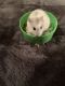 Winter White Russian Dwarf Hamster Rodents for sale in Avondale, AZ, USA. price: NA