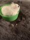 Winter White Russian Dwarf Hamster Rodents