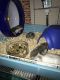Winter White Russian Dwarf Hamster Rodents for sale in Auburndale, FL, USA. price: $15