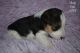 Wire Fox Terrier Puppies for sale in Draper, VA 24324, USA. price: NA