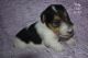 Wire Fox Terrier Puppies for sale in Draper, VA 24324, USA. price: NA