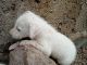 Wire Fox Terrier Puppies for sale in Narsipatnam, Andhra Pradesh 531116, India. price: 500 INR