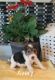 Wire Fox Terrier Puppies for sale in Albany, NY, USA. price: NA