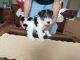 Wire Fox Terrier Puppies for sale in Big Falls, MN 56627, USA. price: NA