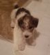 Wire Fox Terrier Puppies for sale in Camp Lejeune, NC 28547, USA. price: NA