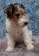 Wire Fox Terrier Puppies for sale in Flagstaff, AZ, USA. price: $2,000