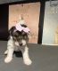 Wire Fox Terrier Puppies for sale in Durham, NC, USA. price: NA