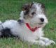 Wire Fox Terrier Puppies for sale in Phoenix, AZ, USA. price: NA