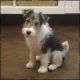 Wire Fox Terrier Puppies for sale in Alderson, WV 24910, USA. price: NA