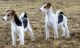 Wire Fox Terrier Puppies for sale in Beaver Creek, CO 81620, USA. price: NA