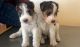 Wire Fox Terrier Puppies for sale in Battle Lake, MN 56515, USA. price: NA