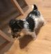 Wire Fox Terrier Puppies for sale in Dublin, OH, USA. price: $500