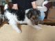 Wire Haired Fox Terrier Puppies for sale in Big Falls, MN 56627, USA. price: $1,200