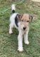 Wire Haired Fox Terrier Puppies for sale in Corinth, MS 38834, USA. price: NA