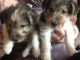 Wire Haired Fox Terrier Puppies for sale in California Ave, Windsor, ON, Canada. price: NA