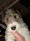 Wire Haired Fox Terrier Puppies