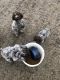 Wirehaired Pointing Griffon Puppies for sale in Malta, ID 83342, USA. price: NA