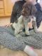 Wirehaired Pointing Griffon Puppies for sale in 5140 Free Ave, Iona, ID 83427, USA. price: NA
