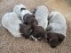 Wirehaired Pointing Griffon Puppies for sale in Connell, WA 99326, USA. price: NA