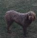Wirehaired Pointing Griffon Puppies