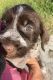 Wirehaired Pointing Griffon Puppies for sale in China Township, MI 48054, USA. price: NA