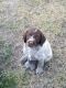 Wirehaired Pointing Griffon Puppies for sale in Baker City, OR 97814, USA. price: $1,500
