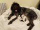 Wirehaired Pointing Griffon Puppies for sale in Port Huron, MI, USA. price: $1,500