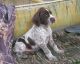 Wirehaired Pointing Griffon Puppies for sale in Alderson, WV 24910, USA. price: NA
