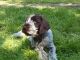 Wirehaired Pointing Griffon Puppies for sale in Washington, DC, USA. price: NA