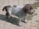 Wirehaired Pointing Griffon Puppies for sale in Beaver Creek, CO 81620, USA. price: NA