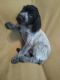 Wirehaired Pointing Griffon Puppies for sale in Springfield, MO, USA. price: NA
