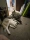 Wolfdog Puppies for sale in Albuquerque, NM, USA. price: $2,000