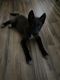 Wolfdog Puppies for sale in Portsmouth, VA 23703, USA. price: $600