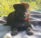 Wolfdog Puppies for sale in Pagosa Springs, CO 81147, USA. price: $300